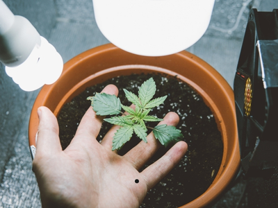 marijuana cultivation rights